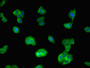 Immunofluorescent analysis of HepG2 cells using CAC08116 at dilution of 1:100 and Alexa Fluor 488-congugated AffiniPure Goat Anti-Rabbit IgG(H+L)