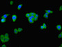 Immunofluorescent analysis of HepG2 cells using CAC08118 at dilution of 1:100 and Alexa Fluor 488-congugated AffiniPure Goat Anti-Rabbit IgG(H+L)