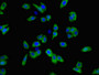 Immunofluorescent analysis of HepG2 cells using CAC08127 at dilution of 1:100 and Alexa Fluor 488-congugated AffiniPure Goat Anti-Rabbit IgG(H+L)
