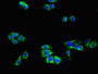 Immunofluorescent analysis of HepG2 cells using CAC08149 at dilution of 1:100 and Alexa Fluor 488-congugated AffiniPure Goat Anti-Rabbit IgG(H+L)