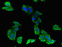 Immunofluorescent analysis of HepG2 cells using CAC08153 at dilution of 1:100 and Alexa Fluor 488-congugated AffiniPure Goat Anti-Rabbit IgG(H+L)