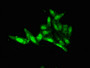 Immunofluorescent analysis of Hela cells using CAC08156 at dilution of 1:100 and Alexa Fluor 488-congugated AffiniPure Goat Anti-Rabbit IgG(H+L)
