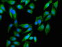 Immunofluorescent analysis of Hela cells using CAC08167 at dilution of 1:100 and Alexa Fluor 488-congugated AffiniPure Goat Anti-Rabbit IgG(H+L)