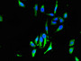 Immunofluorescent analysis of Hela cells using CAC08171 at dilution of 1:100 and Alexa Fluor 488-congugated AffiniPure Goat Anti-Rabbit IgG(H+L)