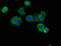 Immunofluorescent analysis of HepG2 cells using CAC08174 at dilution of 1:100 and Alexa Fluor 488-congugated AffiniPure Goat Anti-Rabbit IgG(H+L)