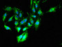 Immunofluorescent analysis of Hela cells using CAC08178 at dilution of 1:100 and Alexa Fluor 488-congugated AffiniPure Goat Anti-Rabbit IgG(H+L)