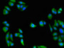 Immunofluorescent analysis of HepG2 cells using CAC08182 at dilution of 1:100 and Alexa Fluor 488-congugated AffiniPure Goat Anti-Rabbit IgG(H+L)