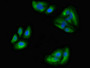 Immunofluorescent analysis of HepG2 cells using CAC08198 at dilution of 1:100 and Alexa Fluor 488-congugated AffiniPure Goat Anti-Rabbit IgG(H+L)