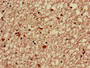 Immunohistochemistry of paraffin-embedded human brain tissue using CAC08205 at dilution of 1:100