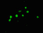 Immunofluorescent analysis of HepG2 cells using CAC08207 at dilution of 1:100 and Alexa Fluor 488-congugated AffiniPure Goat Anti-Rabbit IgG(H+L)