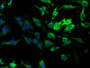 Immunofluorescence staining of U251 cells with CAC08209 at 1:160,counter-stained with DAPI. The cells were fixed in 4% formaldehyde, permeabilized using 0.2% Triton X-100 and blocked in 10% normal Goat Serum. The cells were then incubated with the antibody overnight at 4°C.The secondary antibody was Alexa Fluor 488-congugated AffiniPure Goat Anti-Rabbit IgG (H+L).