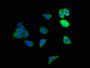 Immunofluorescence staining of HepG2 cells with CAC08211 at 1:166, counter-stained with DAPI. The cells were fixed in 4% formaldehyde, permeabilized using 0.2% Triton X-100 and blocked in 10% normal Goat Serum. The cells were then incubated with the antibody overnight at 4°C. The secondary antibody was Alexa Fluor 488-congugated AffiniPure Goat Anti-Rabbit IgG(H+L).