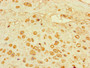 Immunohistochemistry of paraffin-embedded human placenta tissue using CAC08215 at dilution of 1:100