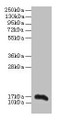 Western blot; All lanes: Aif1 antibody at 2µg/ml + THP-1 whole cell lysate; Secondary; Goat polyclonal to rabbit IgG at 1/10000 dilution; Predicted band size: 17 kDa; Observed band size: 17 kDa