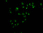 Immunofluorescence staining of Hela cells with CAC08226 at 1:110,counter-stained with DAPI. The cells were fixed in 4% formaldehyde, permeabilized using 0.2% Triton X-100 and blocked in 10% normal Goat Serum. The cells were then incubated with the antibody overnight at 4°C.The secondary antibody was Alexa Fluor 488-congugated AffiniPure Goat Anti-Rabbit IgG (H+L).