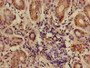 Immunohistochemistry of paraffin-embedded human salivary gland tissue using CAC08228 at dilution of 1:100