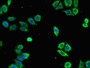 Immunofluorescent analysis of PC-3 cells using CAC08231 at dilution of 1:100 and Alexa Fluor 488-congugated AffiniPure Goat Anti-Rabbit IgG(H+L)