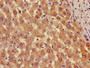 Immunohistochemistry of paraffin-embedded human liver tissue using CAC08233 at dilution of 1:100