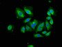 Immunofluorescence staining of A549 cells with CAC08235 at 1:166, counter-stained with DAPI. The cells were fixed in 4% formaldehyde, permeabilized using 0.2% Triton X-100 and blocked in 10% normal Goat Serum. The cells were then incubated with the antibody overnight at 4°C. The secondary antibody was Alexa Fluor 488-congugated AffiniPure Goat Anti-Rabbit IgG(H+L).