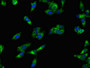 Immunofluorescent analysis of Hela cells using CAC08236 at dilution of 1:100 and Alexa Fluor 488-congugated AffiniPure Goat Anti-Rabbit IgG(H+L)