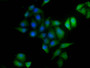 Immunofluorescence staining of Hela cells with CAC08241 at 1:120,counter-stained with DAPI. The cells were fixed in 4% formaldehyde, permeabilized using 0.2% Triton X-100 and blocked in 10% normal Goat Serum. The cells were then incubated with the antibody overnight at 4°C.The secondary antibody was Alexa Fluor 488-congugated AffiniPure Goat Anti-Rabbit IgG (H+L).