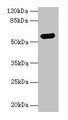 Western blot; All lanes: ARSG antibody at 8µg/ml + Hela whole cell lysate; Secondary; Goat polyclonal to rabbit IgG at 1/10000 dilution; Predicted band size: 58 kDa; Observed band size: 58 kDa