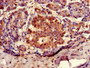 Immunohistochemistry of paraffin-embedded human pancreatic tissue using CAC08246 at dilution of 1:100