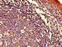 Immunohistochemistry of paraffin-embedded human tonsil tissue using CAC08247 at dilution of 1:100