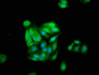 Immunofluorescence staining of HepG2 cells with CAC08250 at 1:133, counter-stained with DAPI. The cells were fixed in 4% formaldehyde, permeabilized using 0.2% Triton X-100 and blocked in 10% normal Goat Serum. The cells were then incubated with the antibody overnight at 4°C. The secondary antibody was Alexa Fluor 488-congugated AffiniPure Goat Anti-Rabbit IgG(H+L).