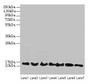 Western blot; ,All lanes: ATP6V1G2 antibody at 12µg/ml; ,Lane 1: Rat heart tissue; ,Lane 2: Mouse spleen tissue; ,Lane 3: Hela whole cell lysate; ,Lane 4: HepG2 whole cell lysate; ,Lane 5: A549 whole cell lysate; ,Lane 6: HT29 whole cell lysate; ,Lane 7: K562 whole cell lysate; ,Secondary; ,Goat polyclonal to rabbit IgG at 1/10000 dilution; ,Predicted band size: 14, 9 kDa; ,Observed band size: 14 kDa