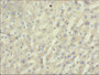 Immunohistochemistry of paraffin-embedded mouse liver tissue using CAC08259 at dilution of 1:50