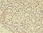 Immunohistochemistry of paraffin-embedded human small intestine tissue using CAC08268 at dilution of 1:100