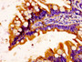 IHC image of CAC08270 diluted at 1:100 and staining in paraffin-embedded human small intestine tissue performed on a Leica BondTM system. After dewaxing and hydration, antigen retrieval was mediated by high pressure in a citrate buffer (pH 6.0). Section was blocked with 10% normal goat serum 30min at RT. Then primary antibody (1% BSA) was incubated at 4°C overnight. The primary is detected by a biotinylated secondary antibody and visualized using an HRP conjugated SP system.