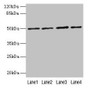 Western blot; All lanes: EVA1C antibody at 5µg/ml; Lane 1: Hela whole cell lysate; Lane 2: Jurkat whole cell lysate; Lane 3: 293T whole cell lysate; Lane 4: HL60 whole cell lysate; Secondary; Goat polyclonal to rabbit IgG at 1/10000 dilution; Predicted band size: 50, 8 kDa; Observed band size: 50 kDa
