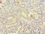 Immunohistochemistry of paraffin-embedded human pancreatic tissue using CAC08293 at dilution of 1:100