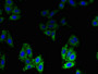 Immunofluorescent analysis of HepG2 cells using CAC08298 at dilution of 1:100 and Alexa Fluor 488-congugated AffiniPure Goat Anti-Rabbit IgG(H+L)