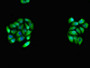 Immunofluorescent analysis of PC-3 cells using CAC08301 at dilution of 1:100 and Alexa Fluor 488-congugated AffiniPure Goat Anti-Rabbit IgG(H+L)