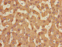 Immunohistochemistry of paraffin-embedded human liver tissue using CAC08308 at dilution of 1:100