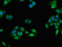 Immunofluorescent analysis of HepG2 cells using CAC08308 at dilution of 1:100 and Alexa Fluor 488-congugated AffiniPure Goat Anti-Rabbit IgG(H+L)