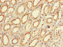 Immunohistochemistry of paraffin-embedded human kidney tissue using CAC08317 at dilution of 1:100