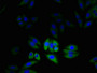Immunofluorescent analysis of HepG2 cells using CAC08320 at dilution of 1:100 and Alexa Fluor 488-congugated AffiniPure Goat Anti-Rabbit IgG(H+L)