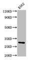 Western Blot; , Positive WB detected in: K562 whole cell lysate; , All lanes: CLIC2 antibody at 2µg/ml; , Secondary; , Goat polyclonal to rabbit IgG at 1/50000 dilution; , Predicted band size: 29 kDa; , Observed band size: 29 kDa