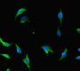 Immunofluorescent analysis of U251 cells using CAC08323 at dilution of 1:100 and Alexa Fluor 488-congugated AffiniPure Goat Anti-Rabbit IgG(H+L)