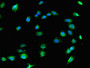 Immunofluorescent analysis of U251 cells using CAC08325 at dilution of 1:100 and Alexa Fluor 488-congugated AffiniPure Goat Anti-Rabbit IgG(H+L)