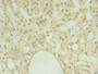 Immunohistochemistry of paraffin-embedded human adrenal gland tissue using CAC08326 at dilution of 1:100