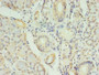 Immunohistochemistry of paraffin-embedded human pancreatic tissue using CAC08326 at dilution of 1:100