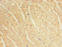 Immunohistochemistry of paraffin-embedded human heart tissue using CAC08336 at dilution of 1:100