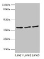 Western blot; All lanes: CRYZL1 antibody at 12µg/ml; Lane 1: Hela whole cell lysate; Lane 2: HepG2 whole cell lysate; Lane 3: Jurkat whole cell lysate; Secondary; Goat polyclonal to rabbit IgG at 1/10000 dilution; Predicted band size: 39, 22 kDa; Observed band size: 39 kDa
