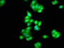 Immunofluorescence staining of HepG2 cells with CAC08341 at 1:333, counter-stained with DAPI. The cells were fixed in 4% formaldehyde, permeabilized using 0.2% Triton X-100 and blocked in 10% normal Goat Serum. The cells were then incubated with the antibody overnight at 4°C. The secondary antibody was Alexa Fluor 488-congugated AffiniPure Goat Anti-Rabbit IgG(H+L).