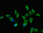 Immunofluorescent analysis of Hela cells using CAC08345 at dilution of 1:100 and Alexa Fluor 488-congugated AffiniPure Goat Anti-Rabbit IgG(H+L)